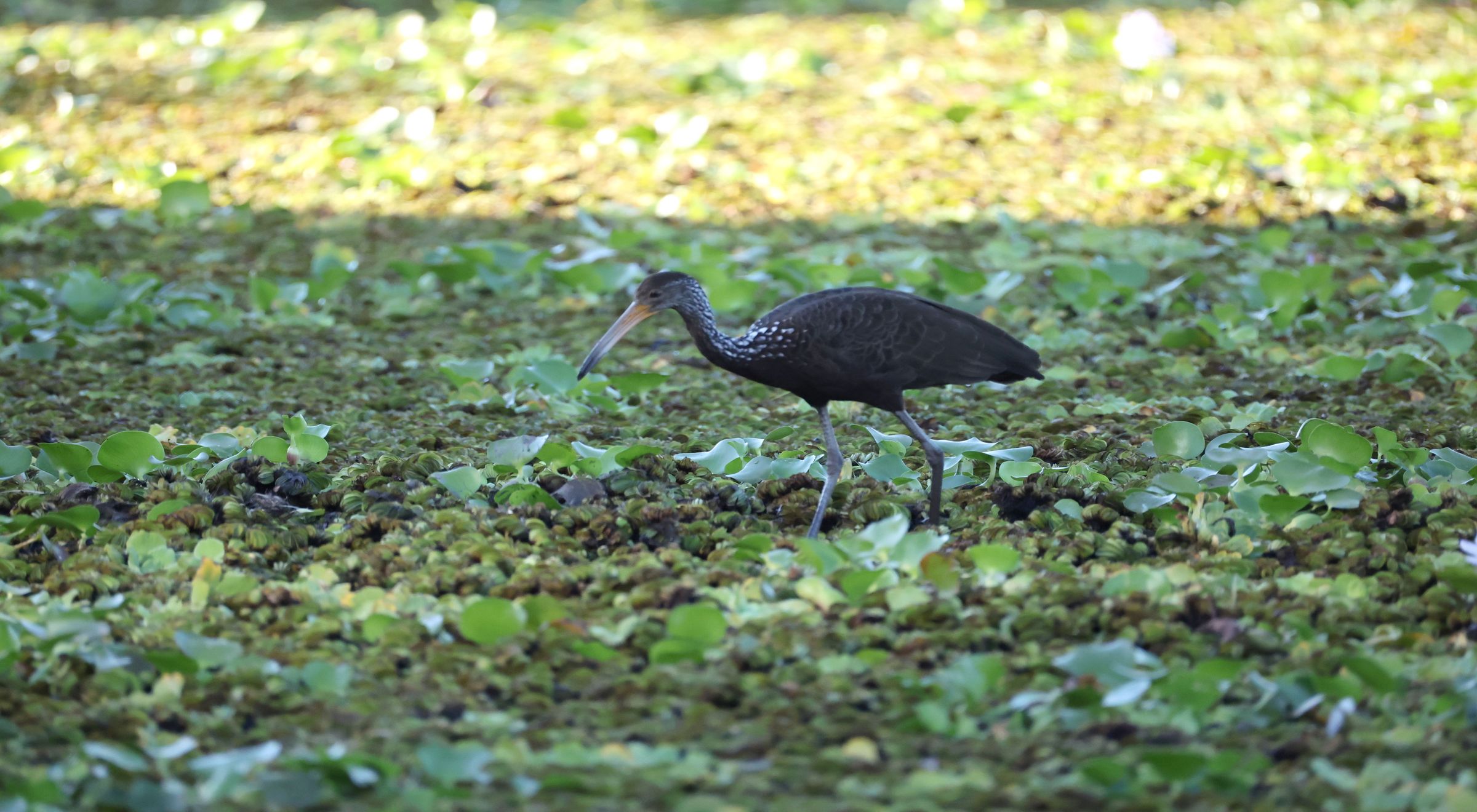 2025-03-20 Buenos Aires